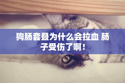 狗腸套疊為什么會拉血 腸子受傷了啊！