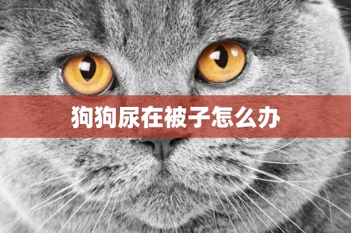 狗狗尿在被子怎么辦