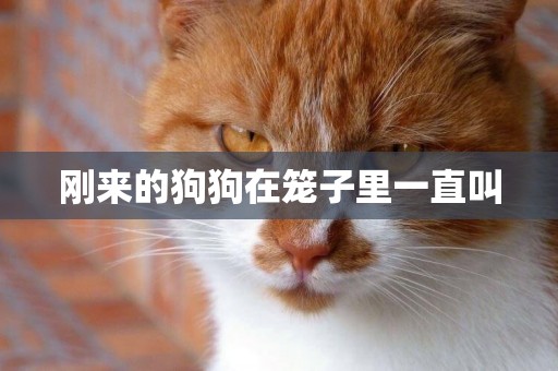 剛來的狗狗在籠子里一直叫