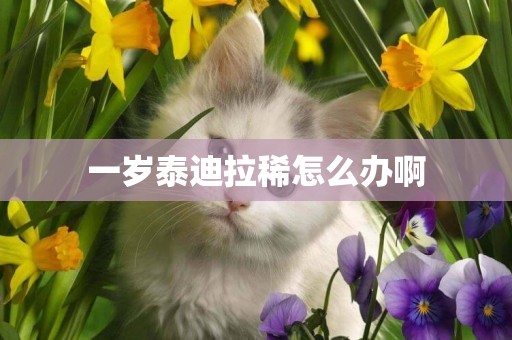 一歲泰迪拉稀怎么辦啊
