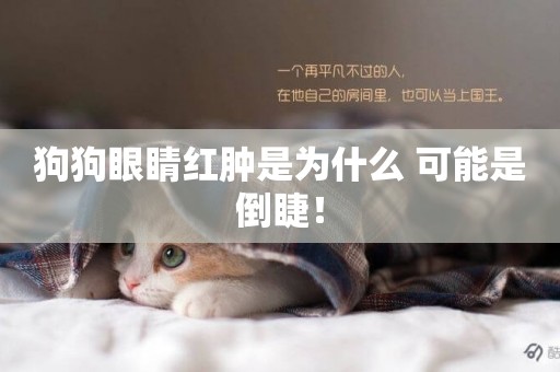 狗狗眼睛紅腫是為什么 可能是倒睫！