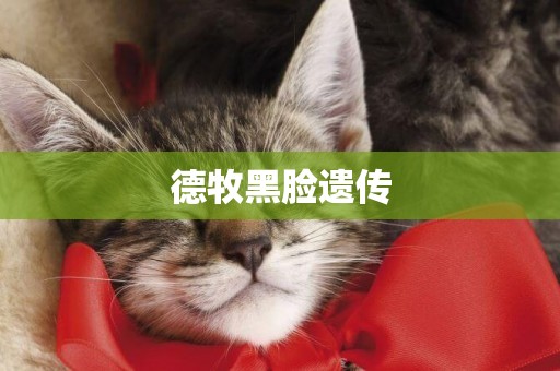 德牧黑臉遺傳
