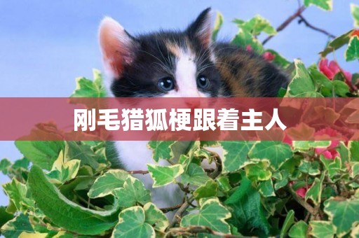 剛毛獵狐梗跟著主人