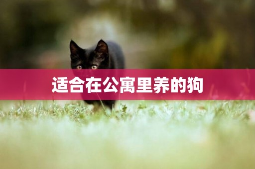 適合在公寓里養的狗