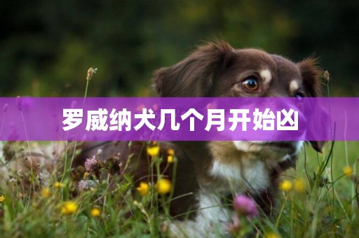 羅威納犬幾個月開始兇