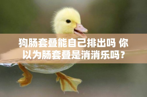 狗腸套疊能自己排出嗎 你以為腸套疊是消消樂嗎？