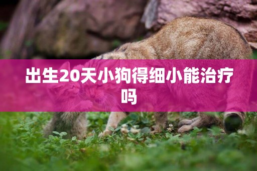 出生20天小狗得細小能治療嗎