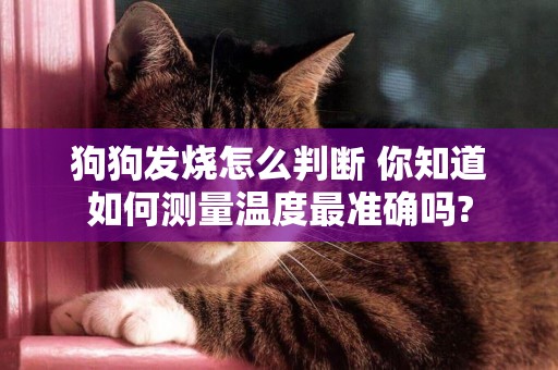 狗狗發燒怎么判斷 你知道如何測量溫度最準確嗎?