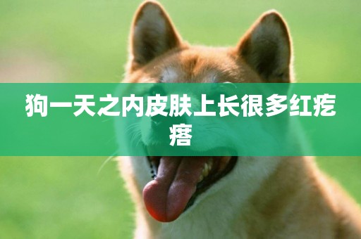 狗一天之內皮膚上長很多紅疙瘩