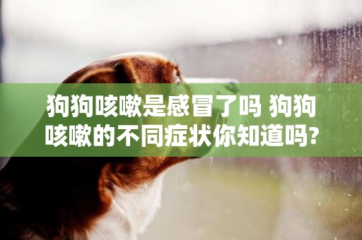 狗狗咳嗽是感冒了嗎 狗狗咳嗽的不同癥狀你知道嗎?