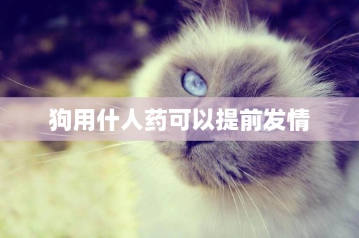 狗用什人藥可以提前發情