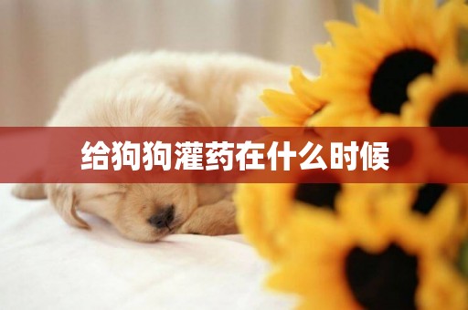 給狗狗灌藥在什么時候