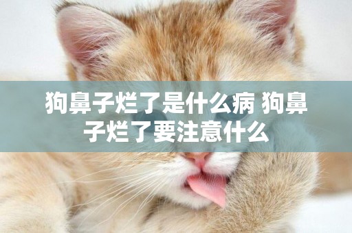 狗鼻子爛了是什么病 狗鼻子爛了要注意什么