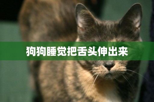 狗狗睡覺把舌頭伸出來