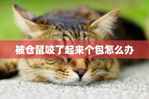 被倉鼠咬了起來個包怎么辦