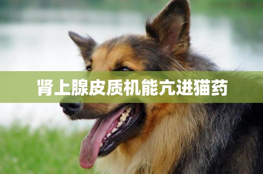 腎上腺皮質機能亢進貓藥