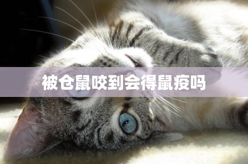 被倉鼠咬到會得鼠疫嗎