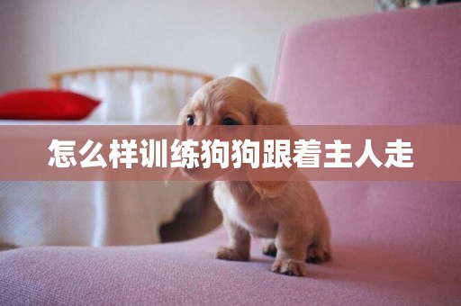 怎么樣訓練狗狗跟著主人走