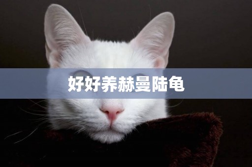 好好養赫曼陸龜