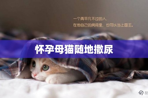 懷孕母貓隨地撒尿