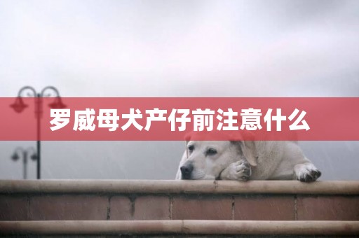 羅威母犬產仔前注意什么