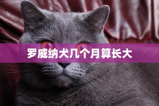 羅威納犬幾個月算長大