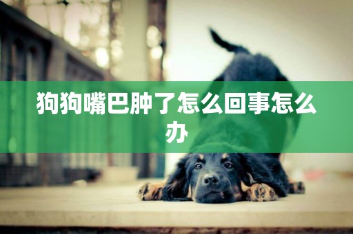 狗狗嘴巴腫了怎么回事怎么辦