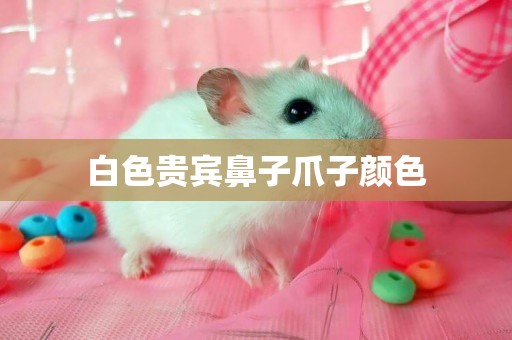 白色貴賓鼻子爪子顏色