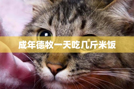 成年德牧一天吃幾斤米飯