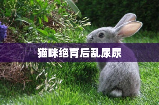 貓咪絕育后亂尿尿