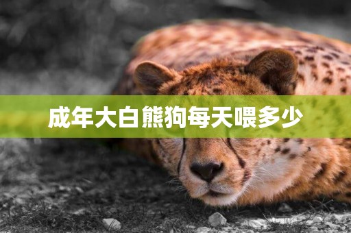 成年大白熊狗每天喂多少