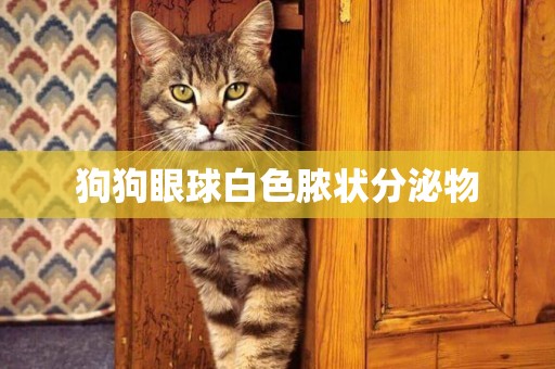 狗狗眼球白色膿狀分泌物