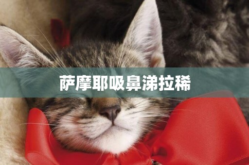 薩摩耶吸鼻涕拉稀