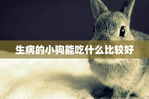 生病的小狗能吃什么比較好