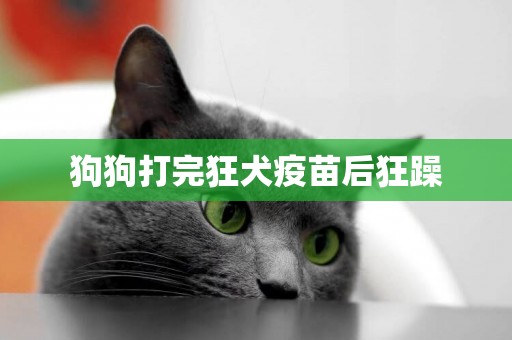 狗狗打完狂犬疫苗后狂躁