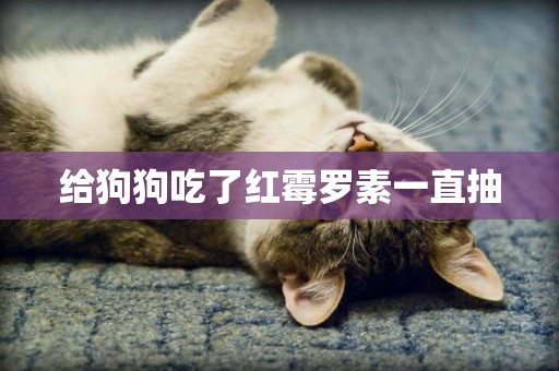 給狗狗吃了紅霉羅素一直抽