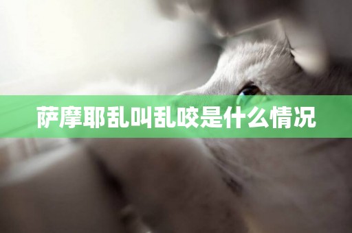 薩摩耶亂叫亂咬是什么情況