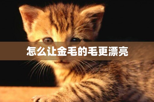 怎么讓金毛的毛更漂亮