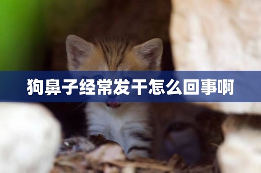 狗鼻子經常發干怎么回事啊
