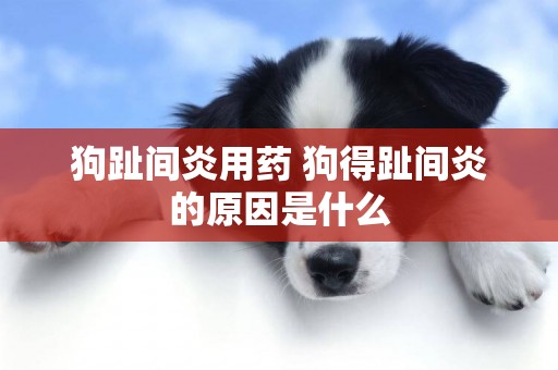 狗趾間炎用藥 狗得趾間炎的原因是什么