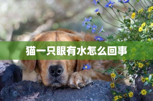貓一只眼有水怎么回事
