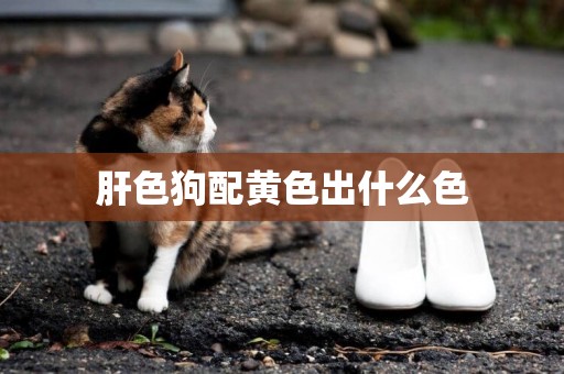 肝色狗配黃色出什么色