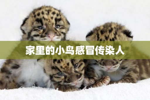 家里的小鳥感冒傳染人