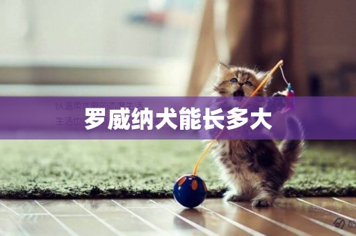 羅威納犬能長多大