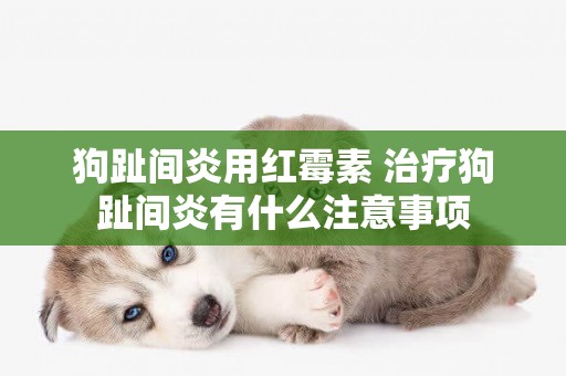 狗趾間炎用紅霉素 治療狗趾間炎有什么注意事項