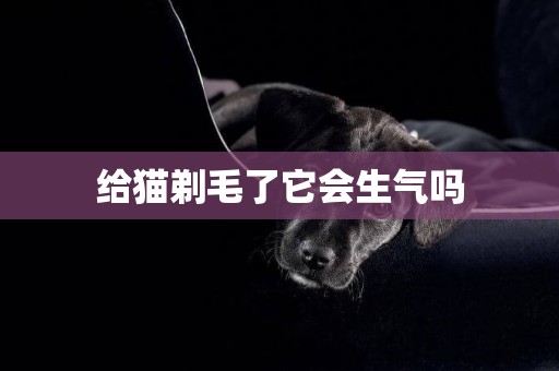 給貓剃毛了它會生氣嗎