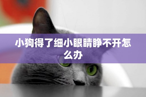 小狗得了細小眼睛睜不開怎么辦