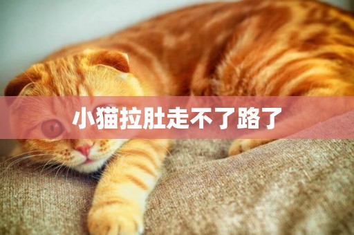 小貓拉肚走不了路了