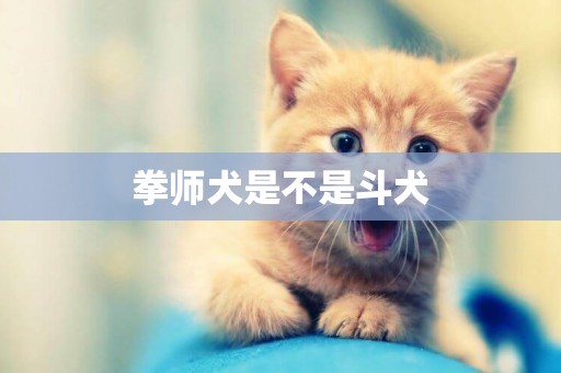 拳師犬是不是斗犬