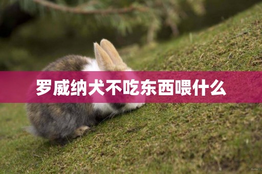 羅威納犬不吃東西喂什么
